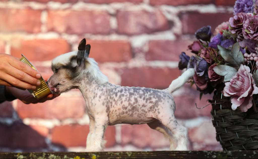 Olivia Plysovy pritel