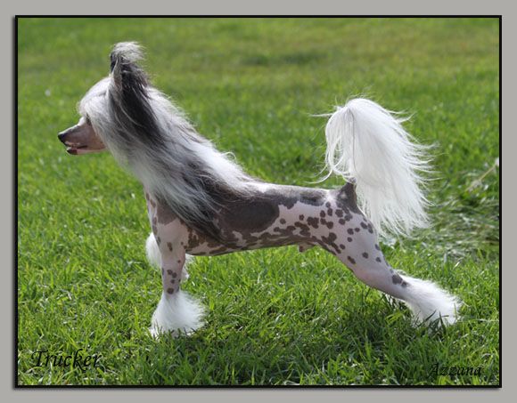 Azzana I'm A Road Hammer