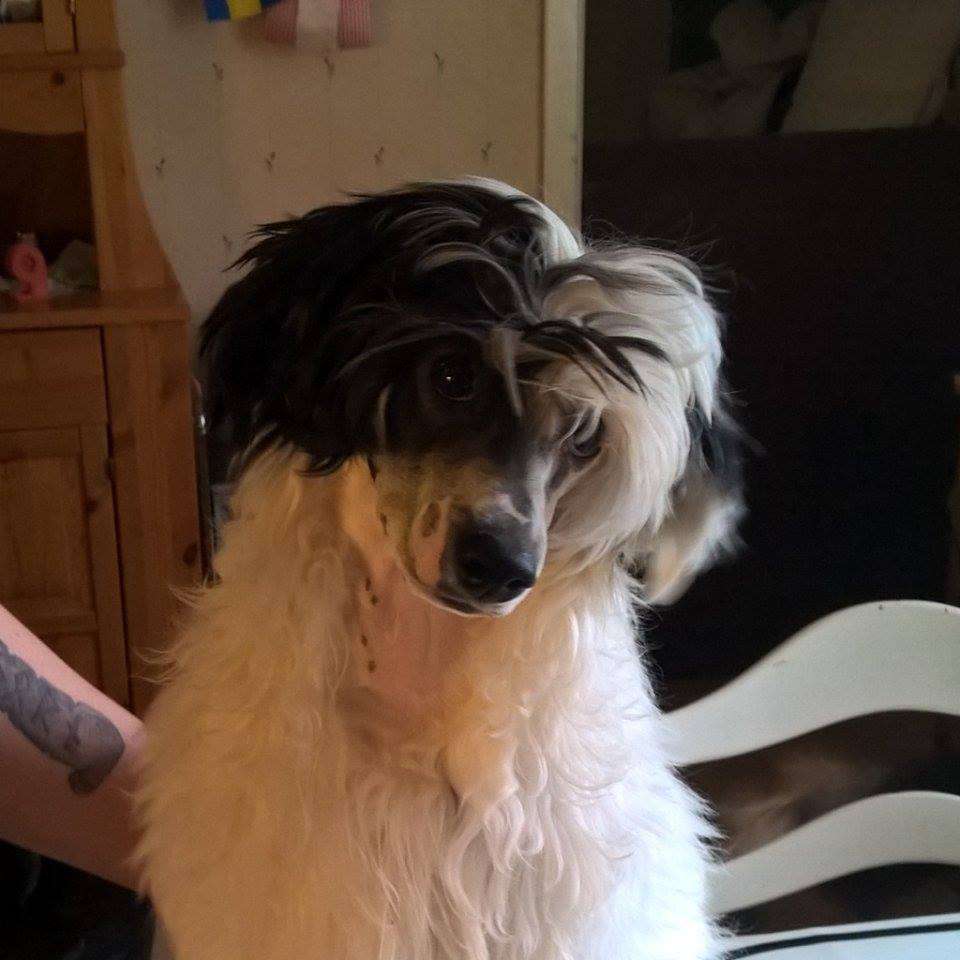 Beachcrest Clint Eastwood