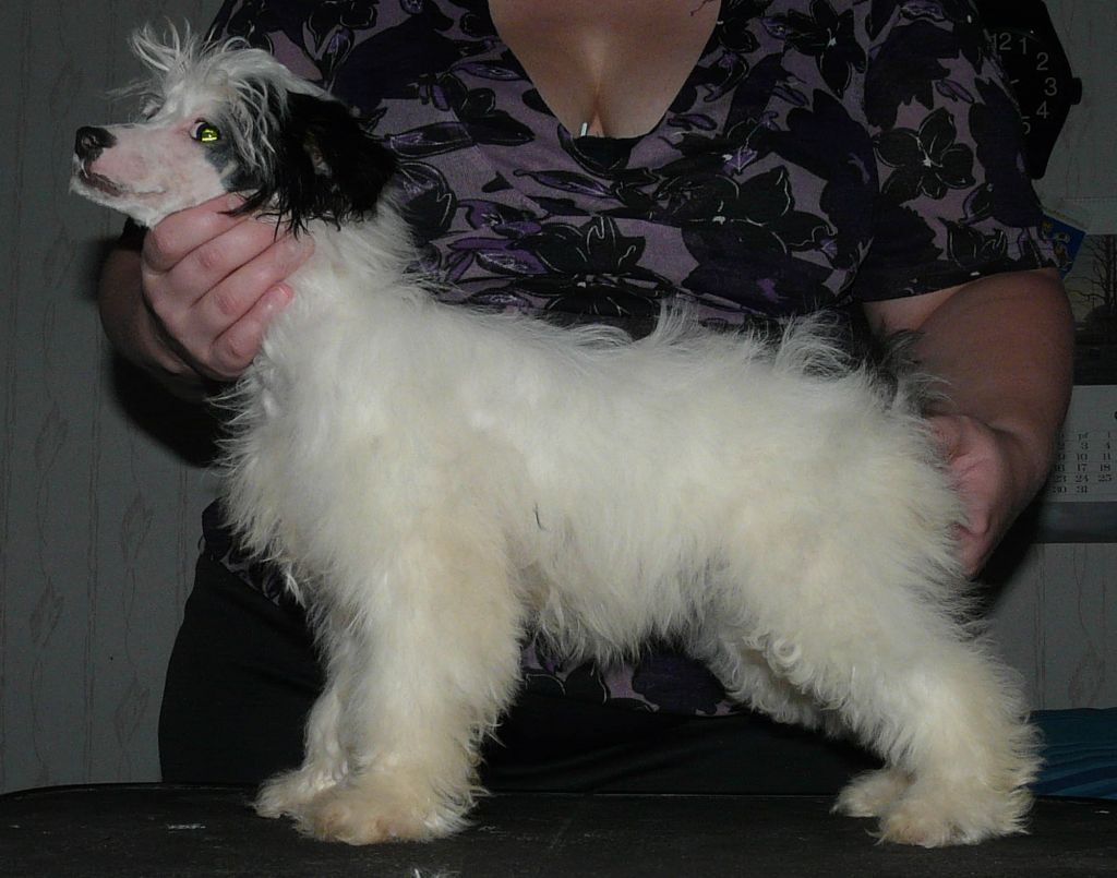 Royalgift Leagally Blonde