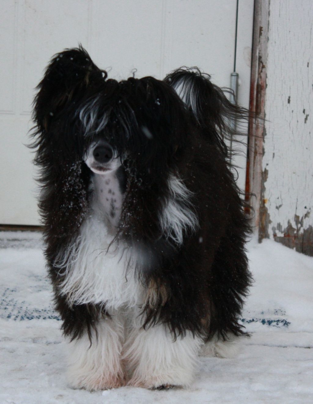 Goldenmind Sabbraca Dabra