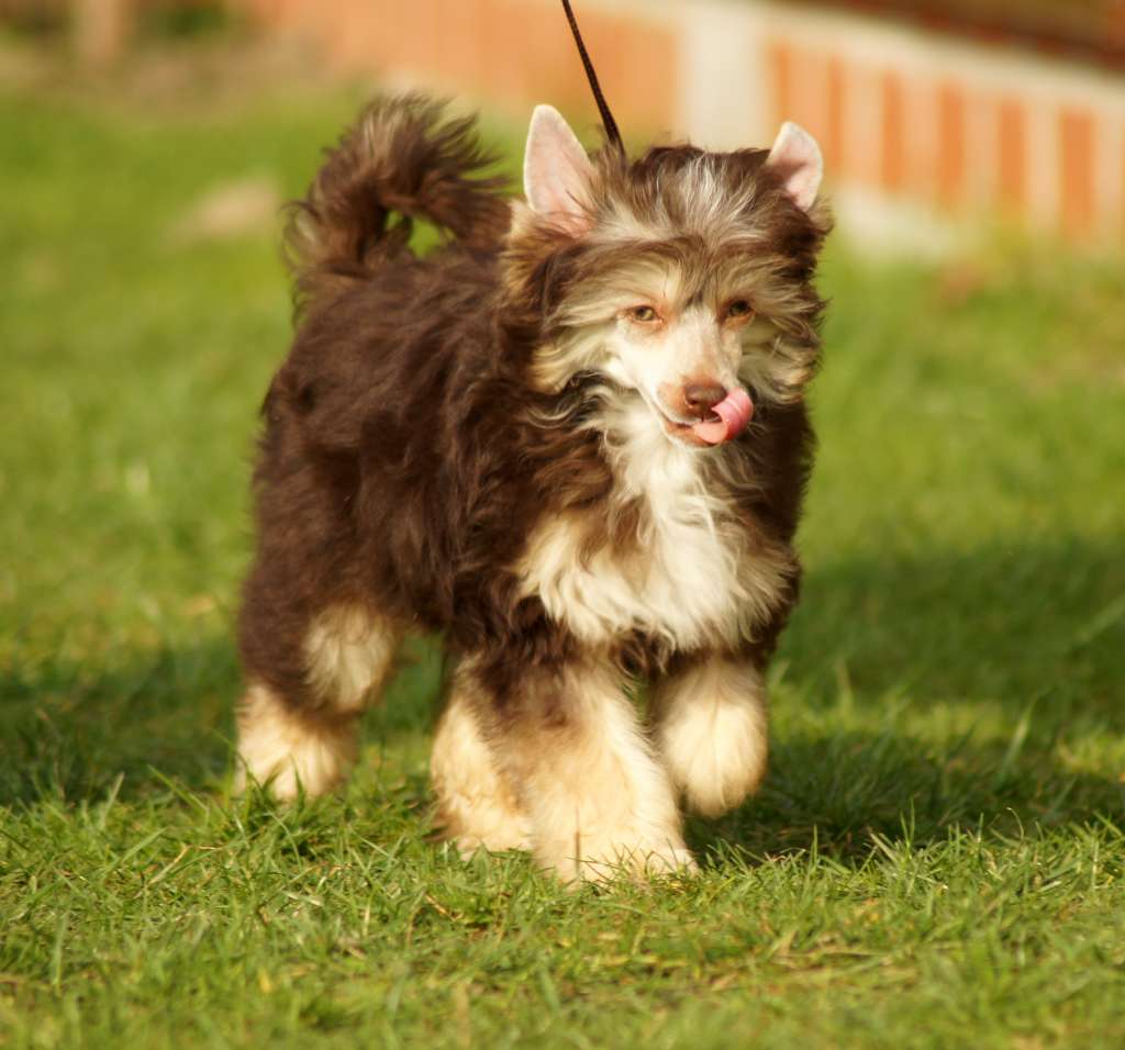 Honey King of Diamonds