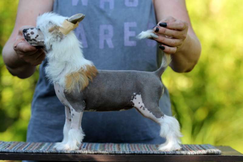 Solino's Qampari Rouge