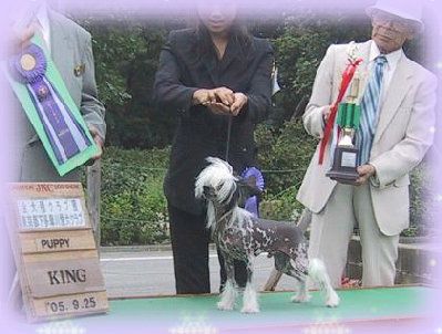 Rino Anne JP Quartet For Shippo