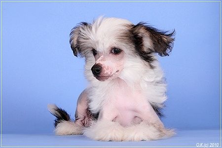 Golden Is Life Magika