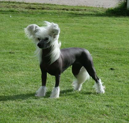 Proud Pony Gone With The Wind