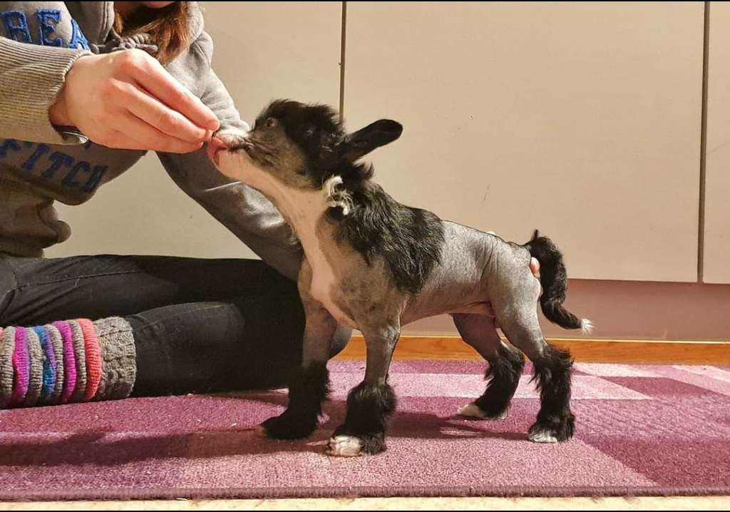 Xtra Bold Doctor Snuggles