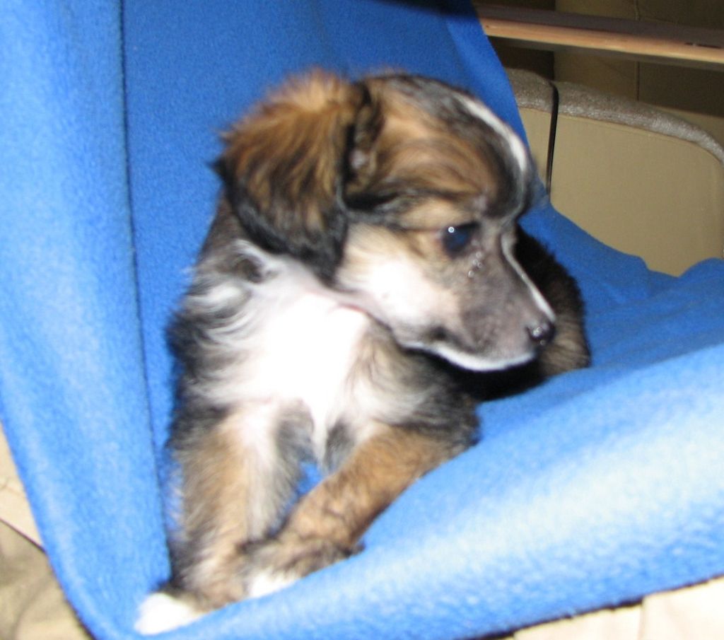 Black Orchid Modry vanek