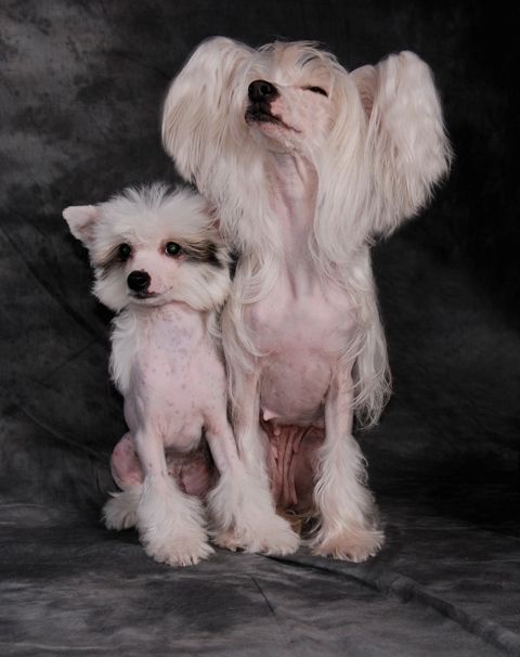 Iroslava Santa Lucia