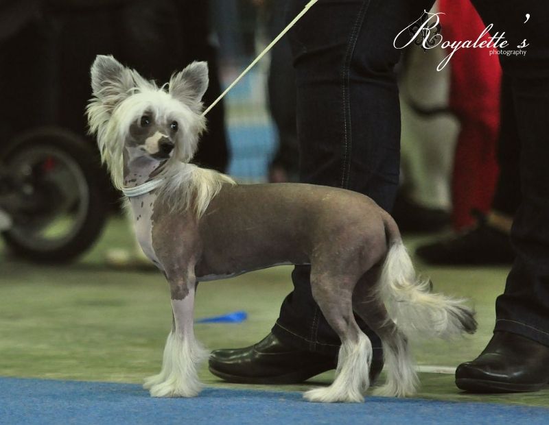Stormblåstens Electric Ocean