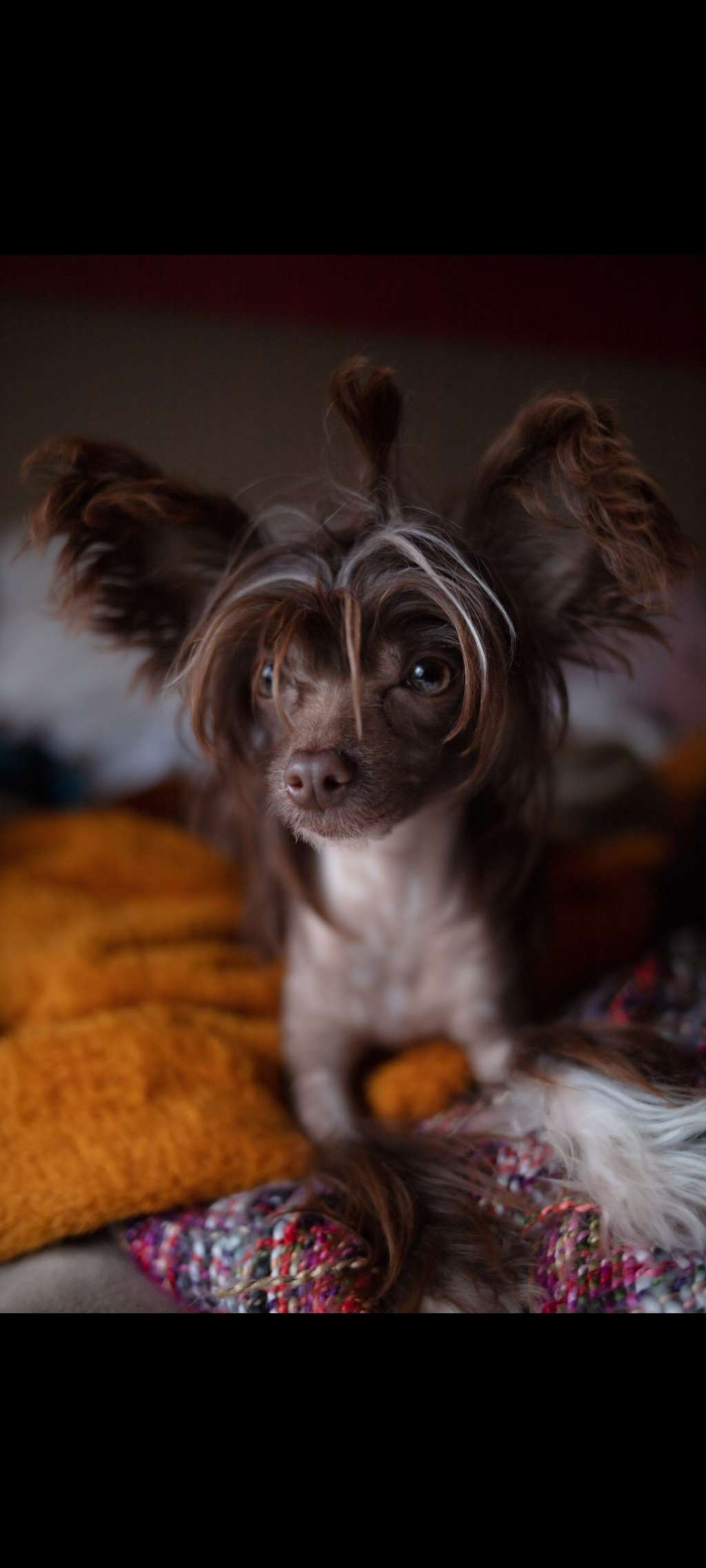 Myrnas Mignon Étoile Magic Charm