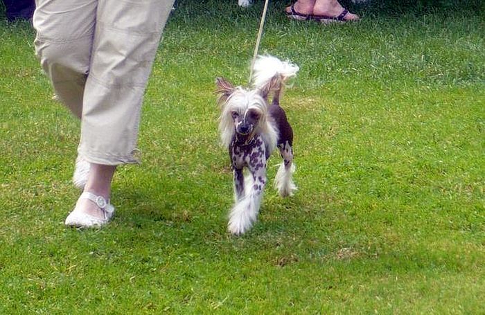 Bon-Bon Lou Fantastic Magic Harmony