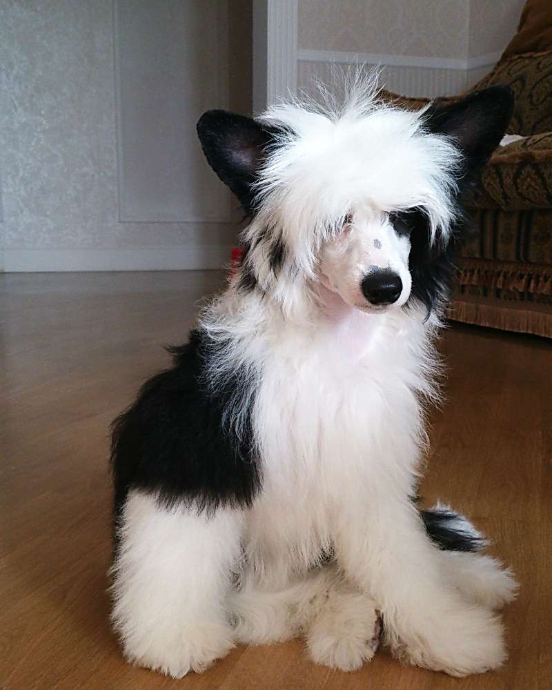 Perlita Perfetto Amico