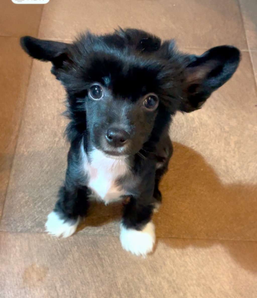 PROSECCO z Królestwa Agarthi