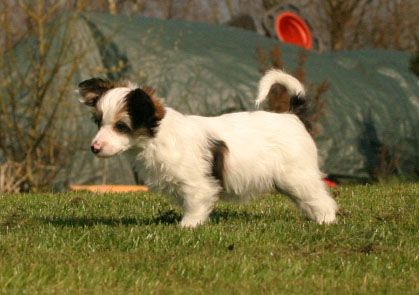 Happy Dancing Puppet Pinocchio