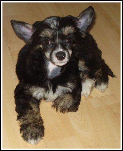 Marachinos Lovely Wind