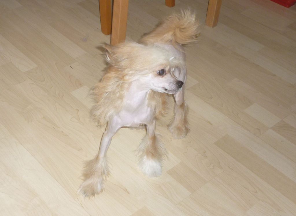 Constans z Mlýnského dvora