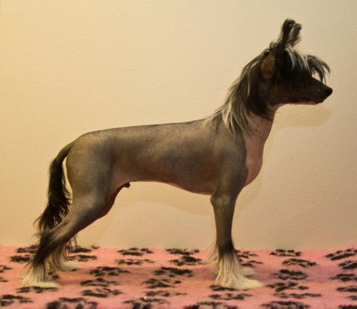 Maybell's Norwegian Prince