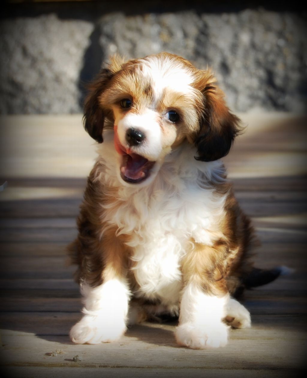 K9Madness Heaven'n Hell