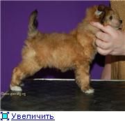 Hloya iz Jablonevogo Sada