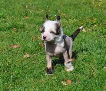 Just do it Little Champs