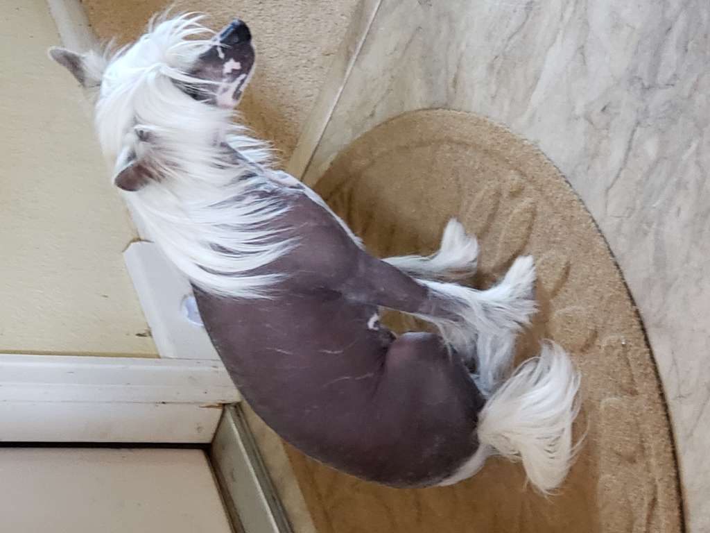 NewCrests's In Due Time