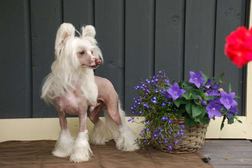 Adriano Baltic Sunrise