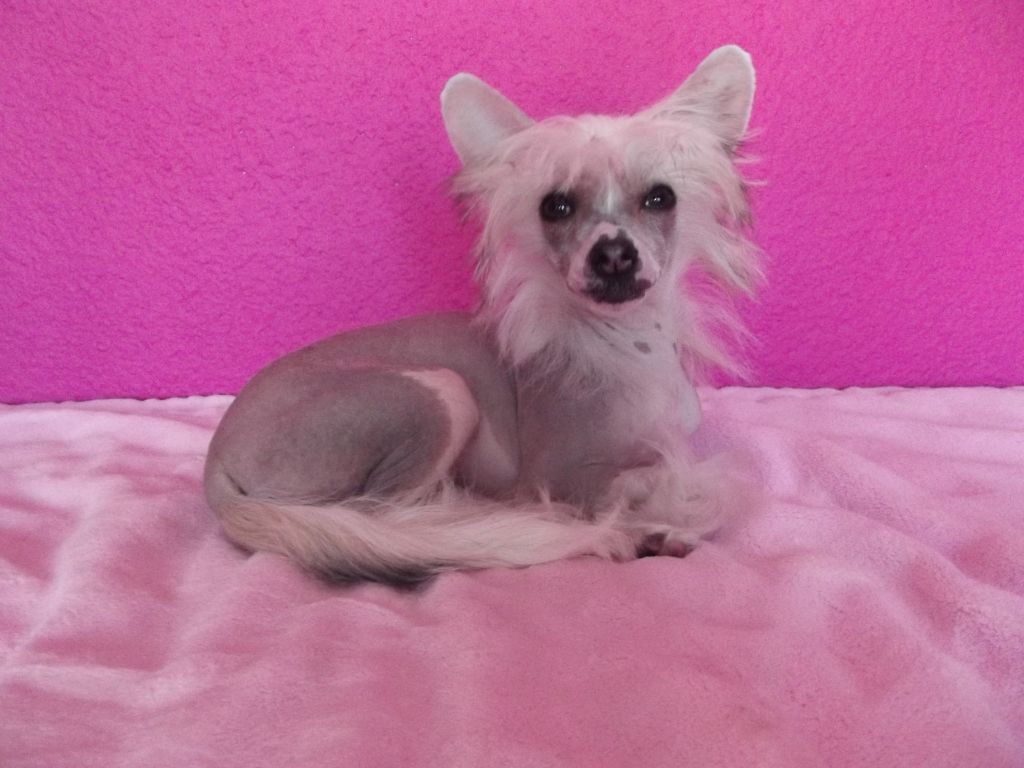 Carry away my Heart of Candymoor Castle