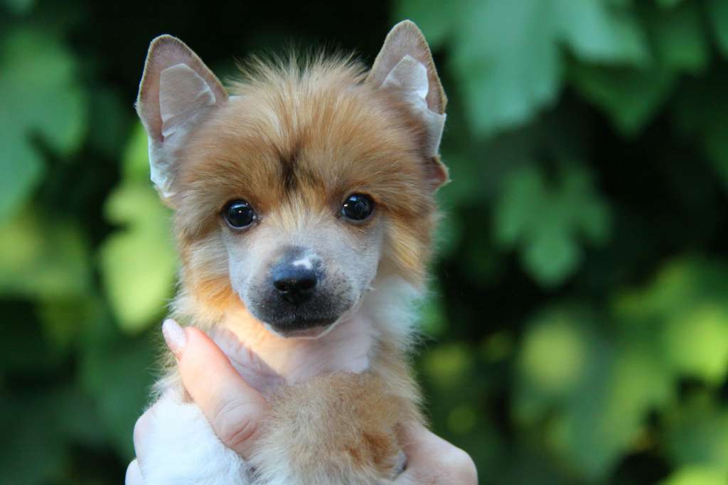 Zheneva-Debjut GASPAR