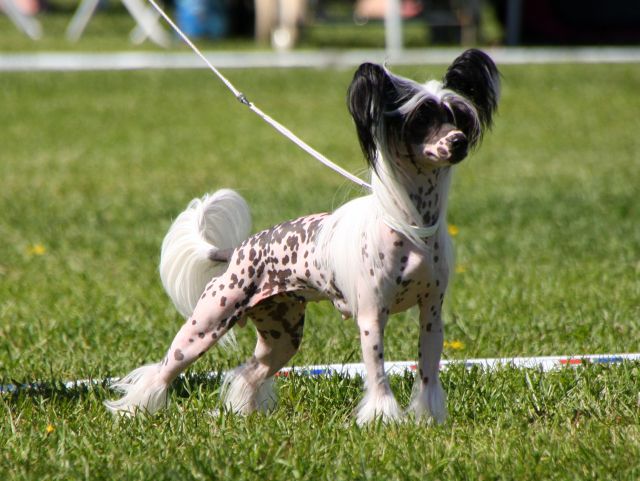 Joyway's Ze On Ziinä