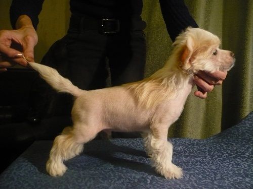 Golden of Ural Ferdinant Velikolepnii