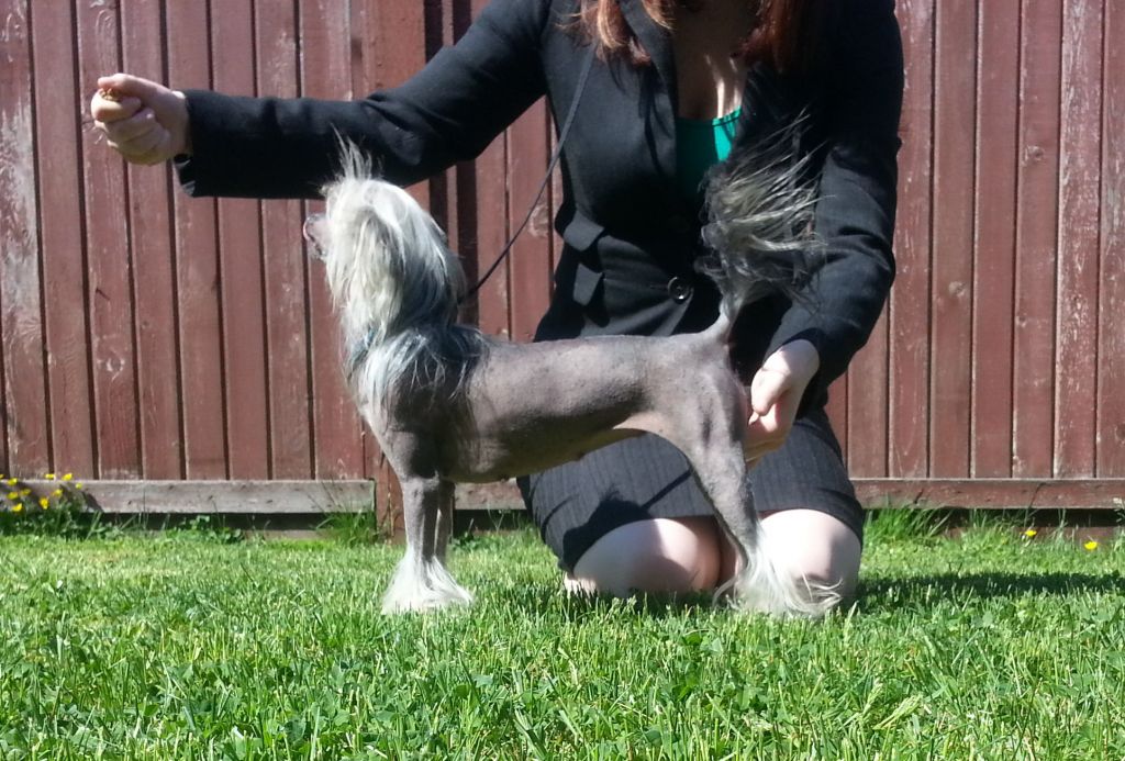 Crestars Gizzy At Shallany