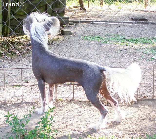 Erand Captain Cuddle A Noodle