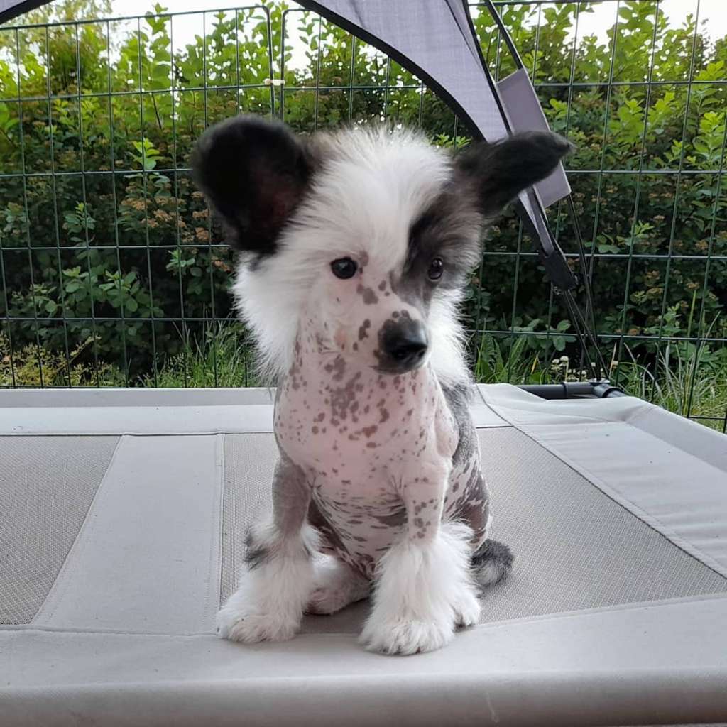 Spotifly Gonna Love Ya