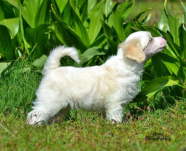 ChinoPata's I'm Hard To The Dough