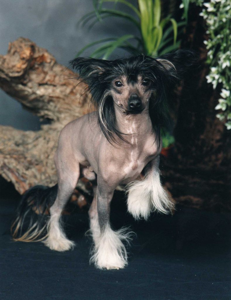 Yorcrechi Black Beauty At Galchris