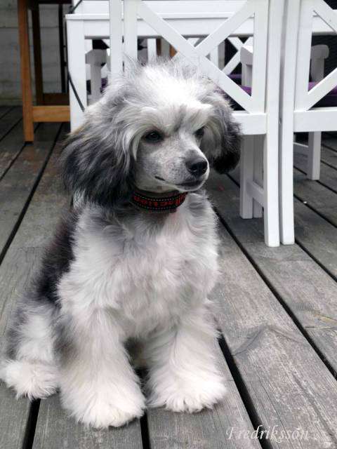 Bellatrix Luckycharm Vega