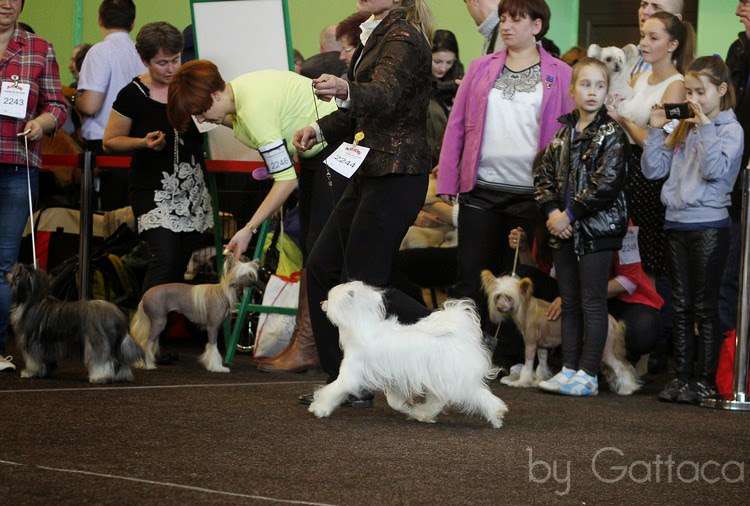 Be My Dog's Girl Of The Milky Way