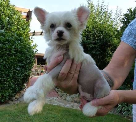 Ishani vom Apfelland