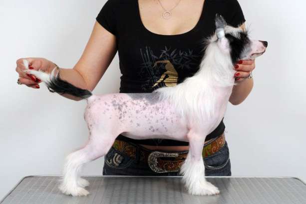 Angel Look Cha Cha Cha