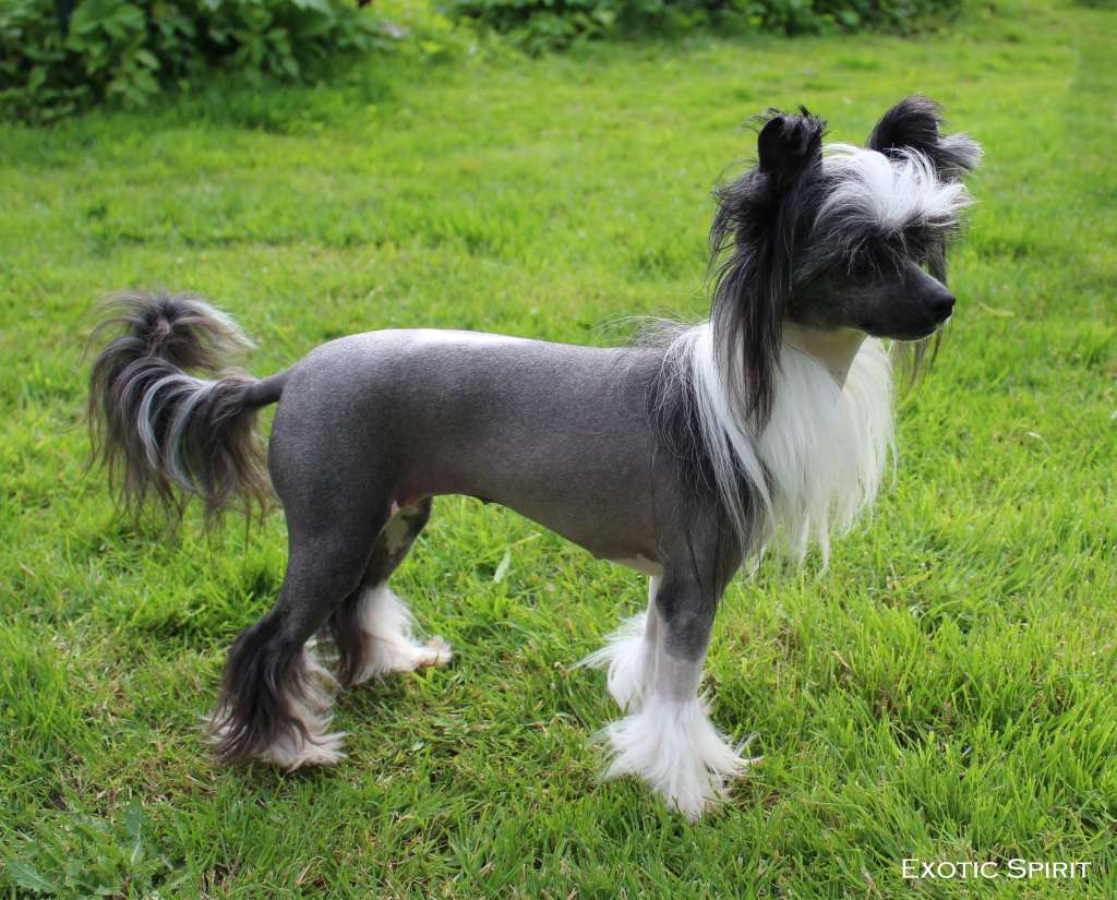 Exotic Spirit Undress Me Now