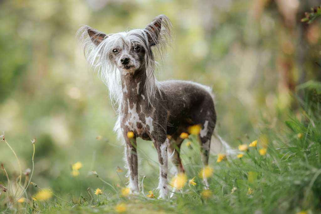 Curlycrest's Save The Last Chance For Me