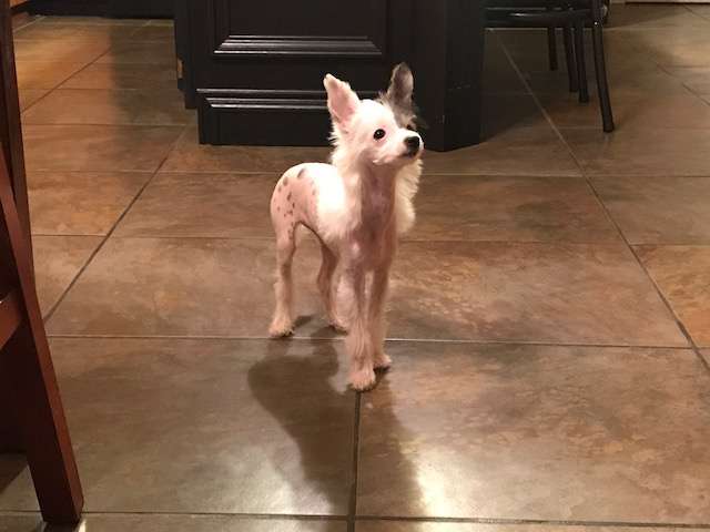 Chinese Cresteds by Jove Belle of the Ball