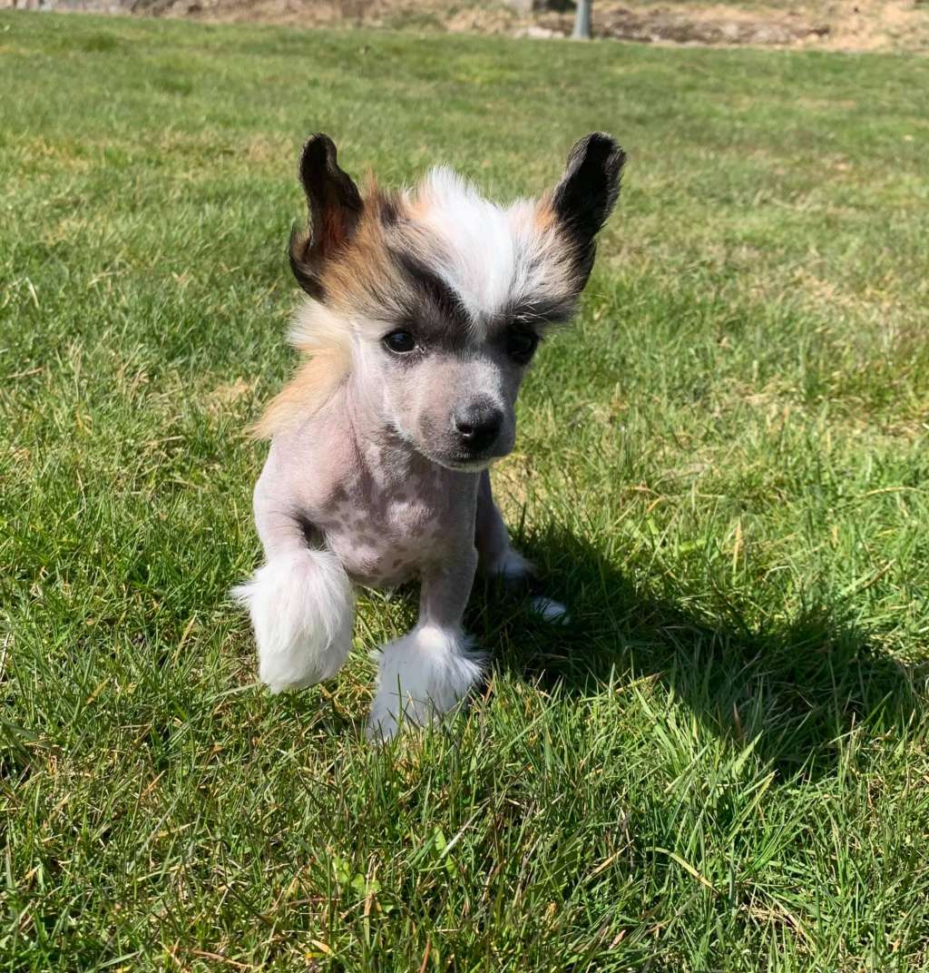 Proud Pony Zoom Escaper