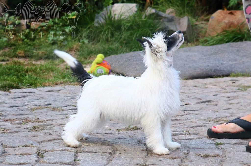 La Toya Panda Gattaca