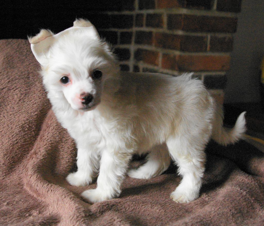 Oriental Jokes Florenza