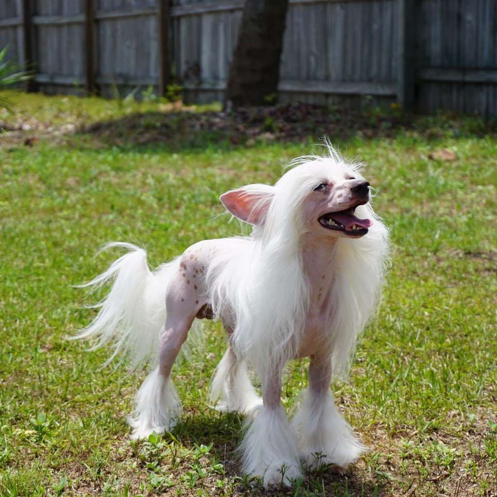 Vals Dneprovskoye Solntse