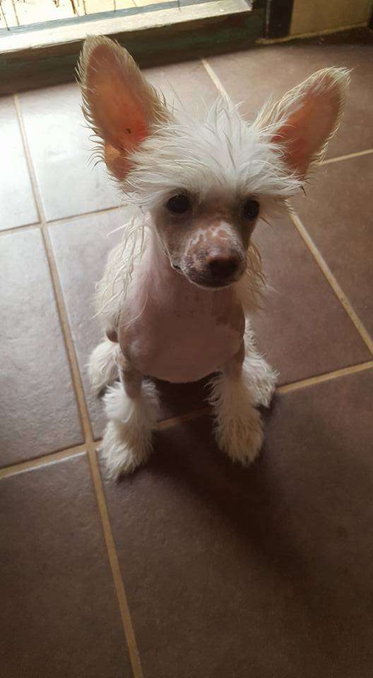 Ridgecrest's Princess Rocket Star