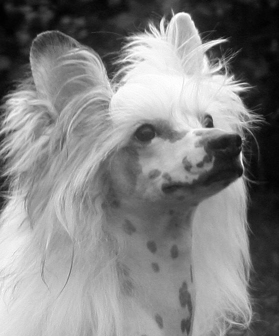 Fiery Fame Burn With Desire