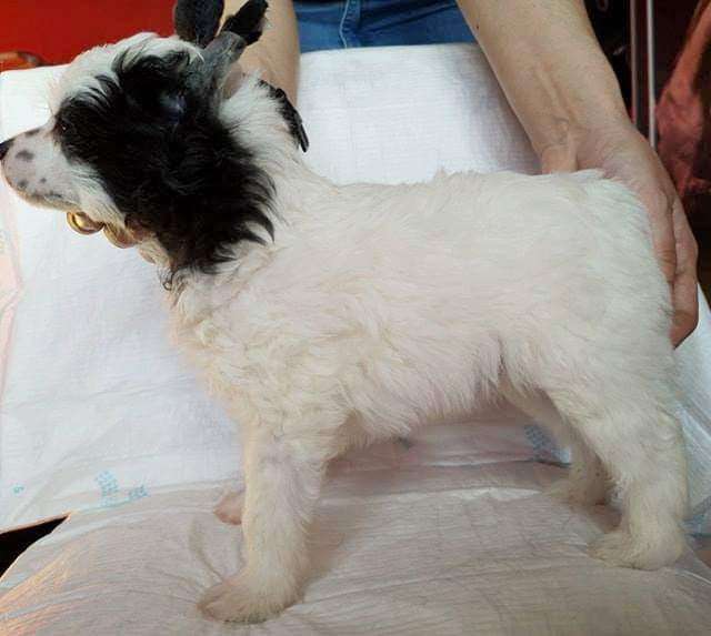 Loosing Control In Demon Ognia